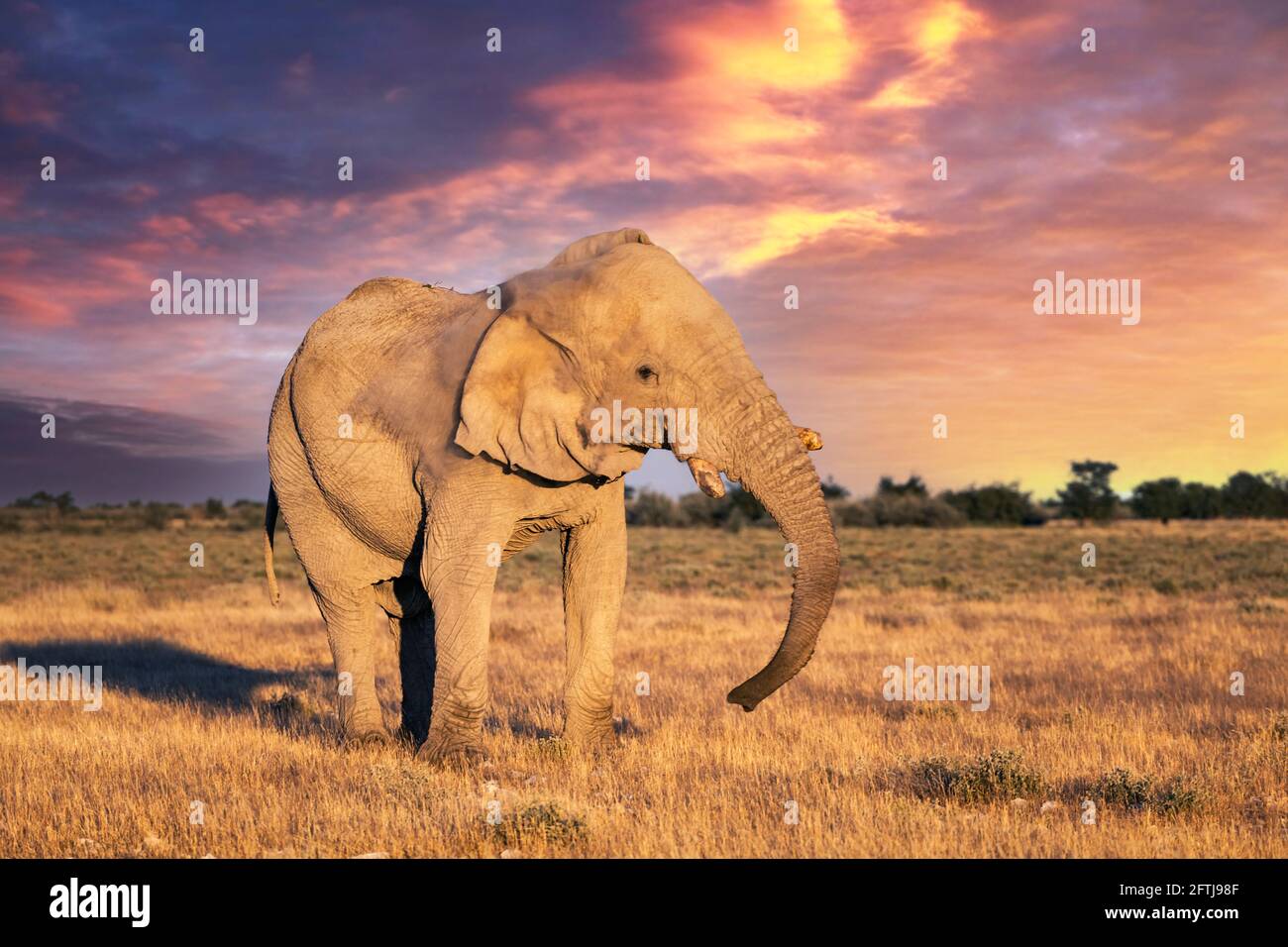 Vue en gros plan du gros éléphant d'Afrique Banque D'Images
