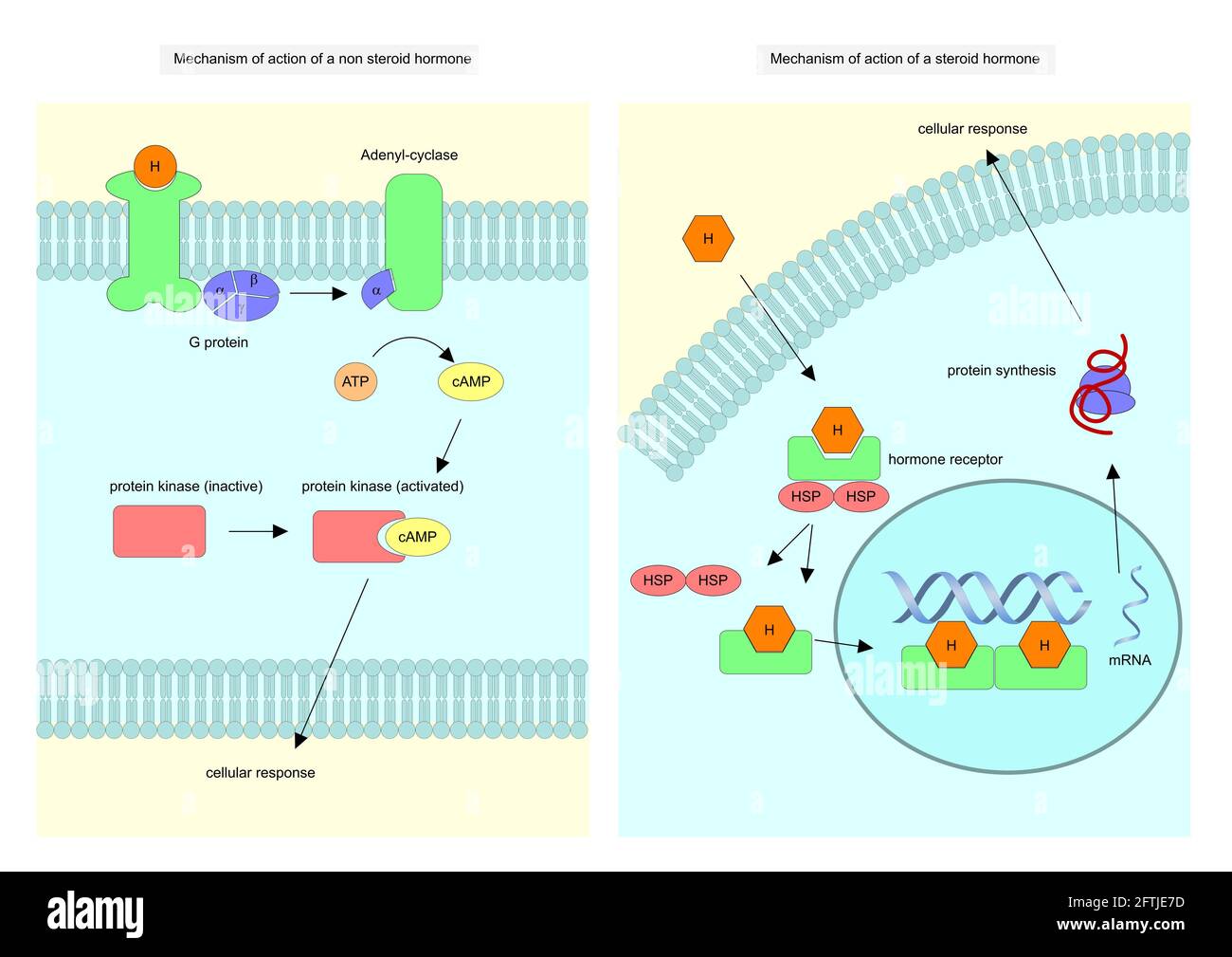 Un moyen étonnamment efficace de mélanotan 2 cycle