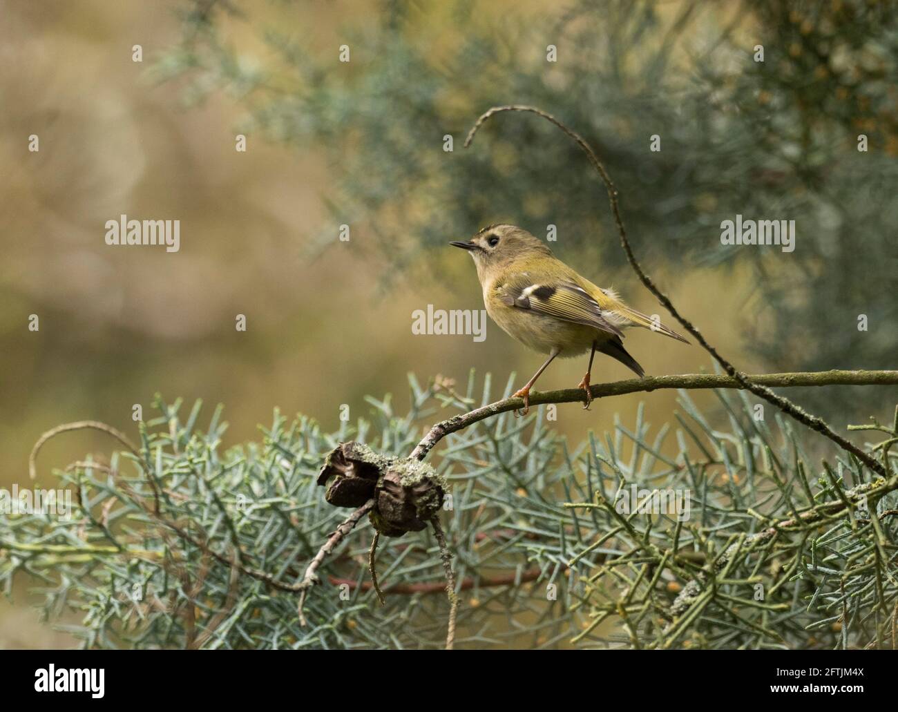 Goldcrest, Regulus regulus, adulte célibataire perché sur la branche de conifères, Worcestershire, Royaume-Uni Banque D'Images