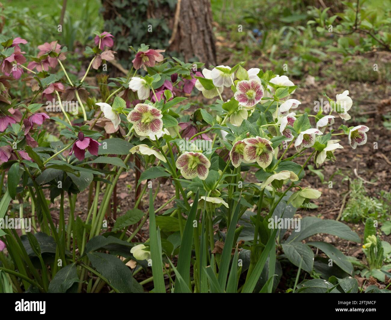 Hellébores, Helleborus orientalis, en fleur, Worcestershire, Royaume-Uni. Banque D'Images