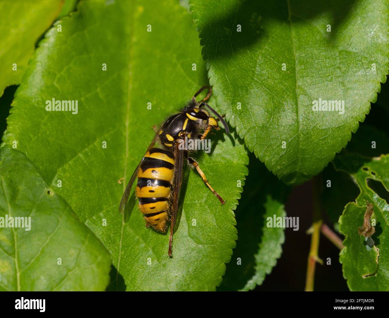 Guêpe commune, Vespula vulgaris, adulte unique reposant sur la feuille, Worcestershire, Royaume-Uni. Banque D'Images