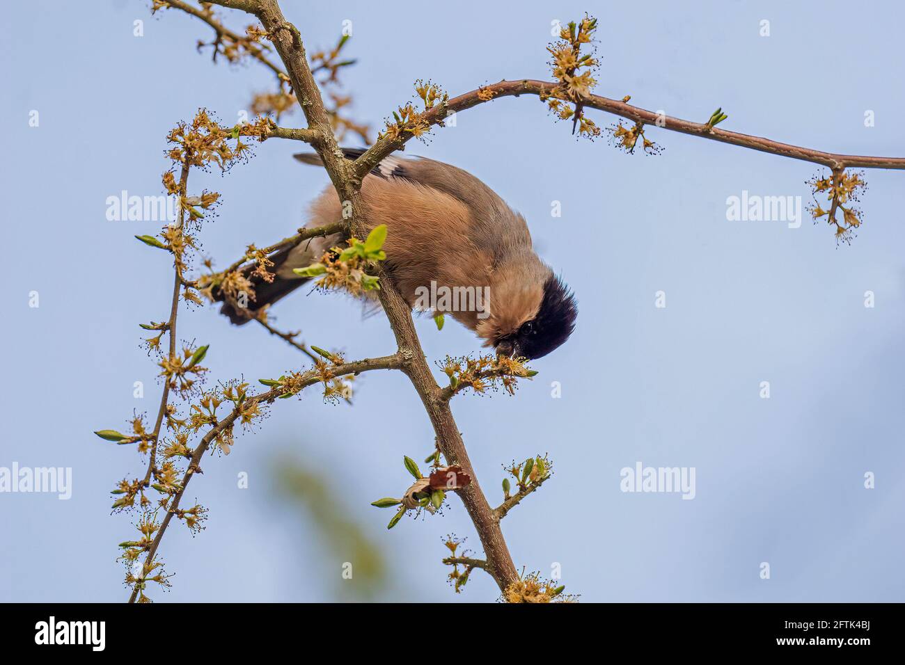 Alimentation femelle Bullfinch-Pyrrhula pyrrhula. Banque D'Images
