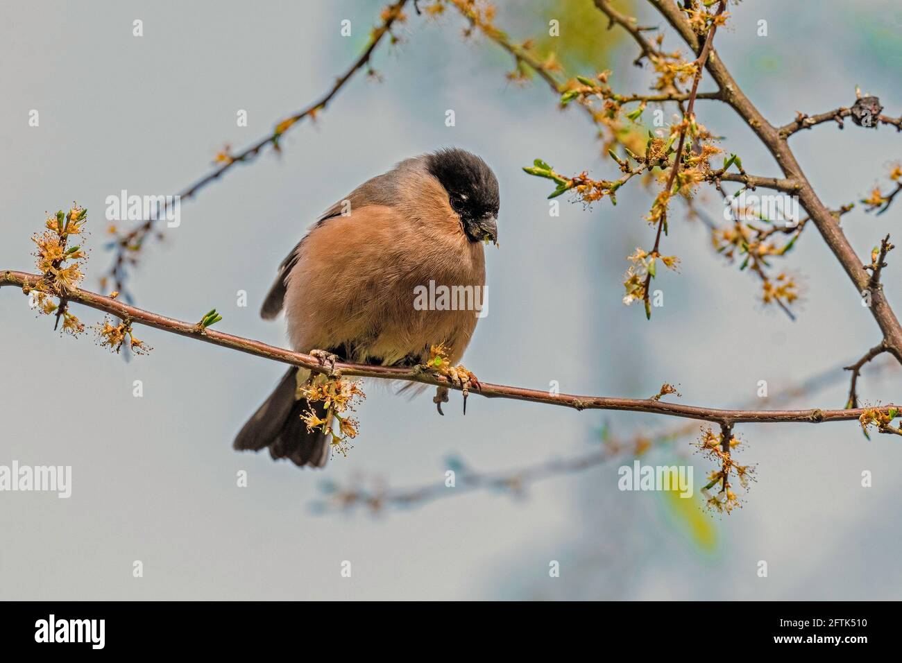 Alimentation femelle Bullfinch-Pyrrhula pyrrhula. Banque D'Images