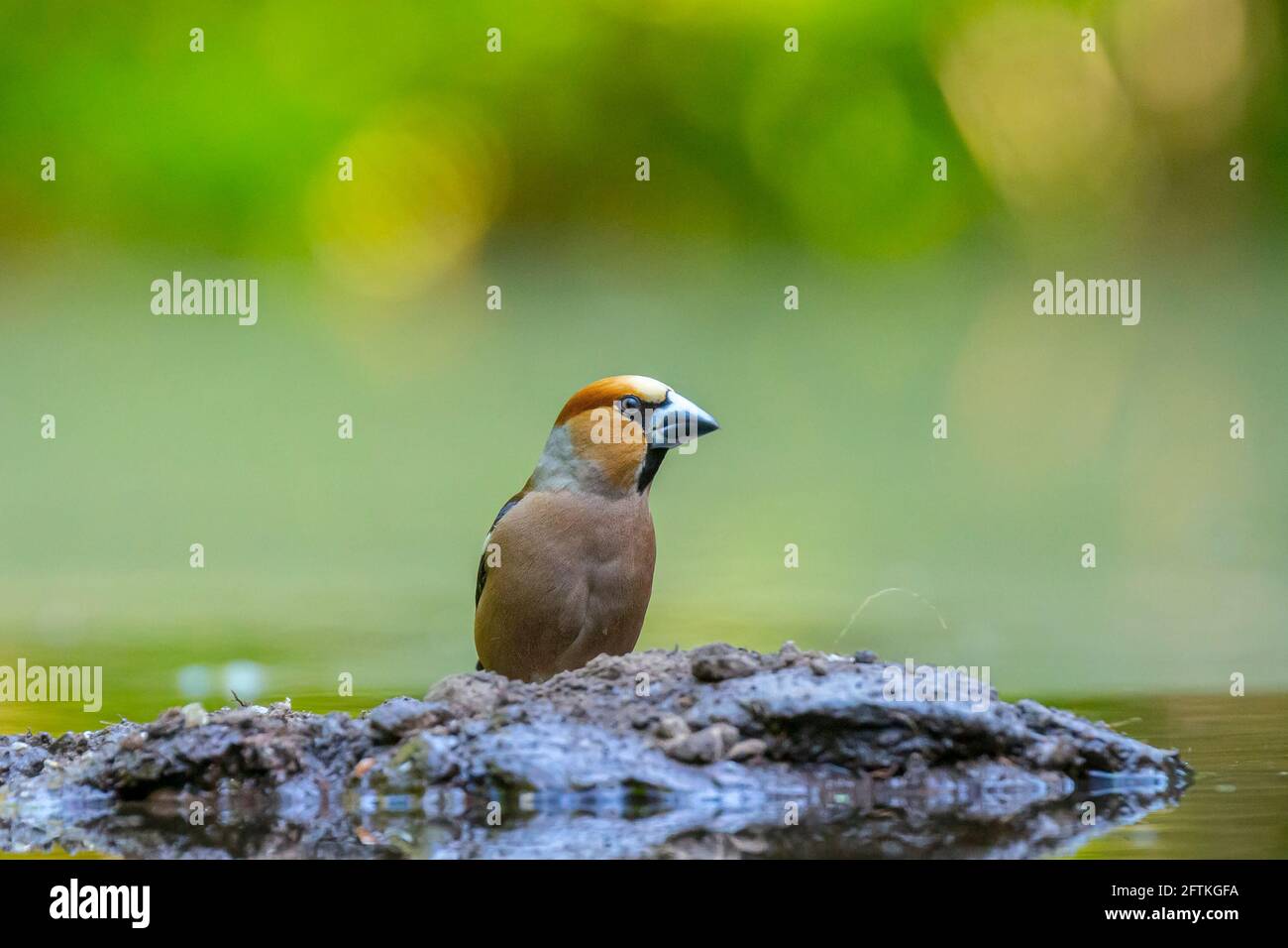 Oiseau mâle Hawfinch, Coccothrautes coccothrautes, fourrager Banque D'Images