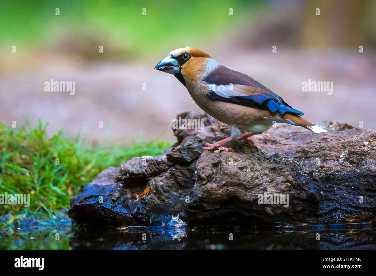 Libre d'un homme oiseau Coccothraustes coccothraustes hawfinch perché dans une forêt. Focus sélectif et naturelle du soleil Banque D'Images