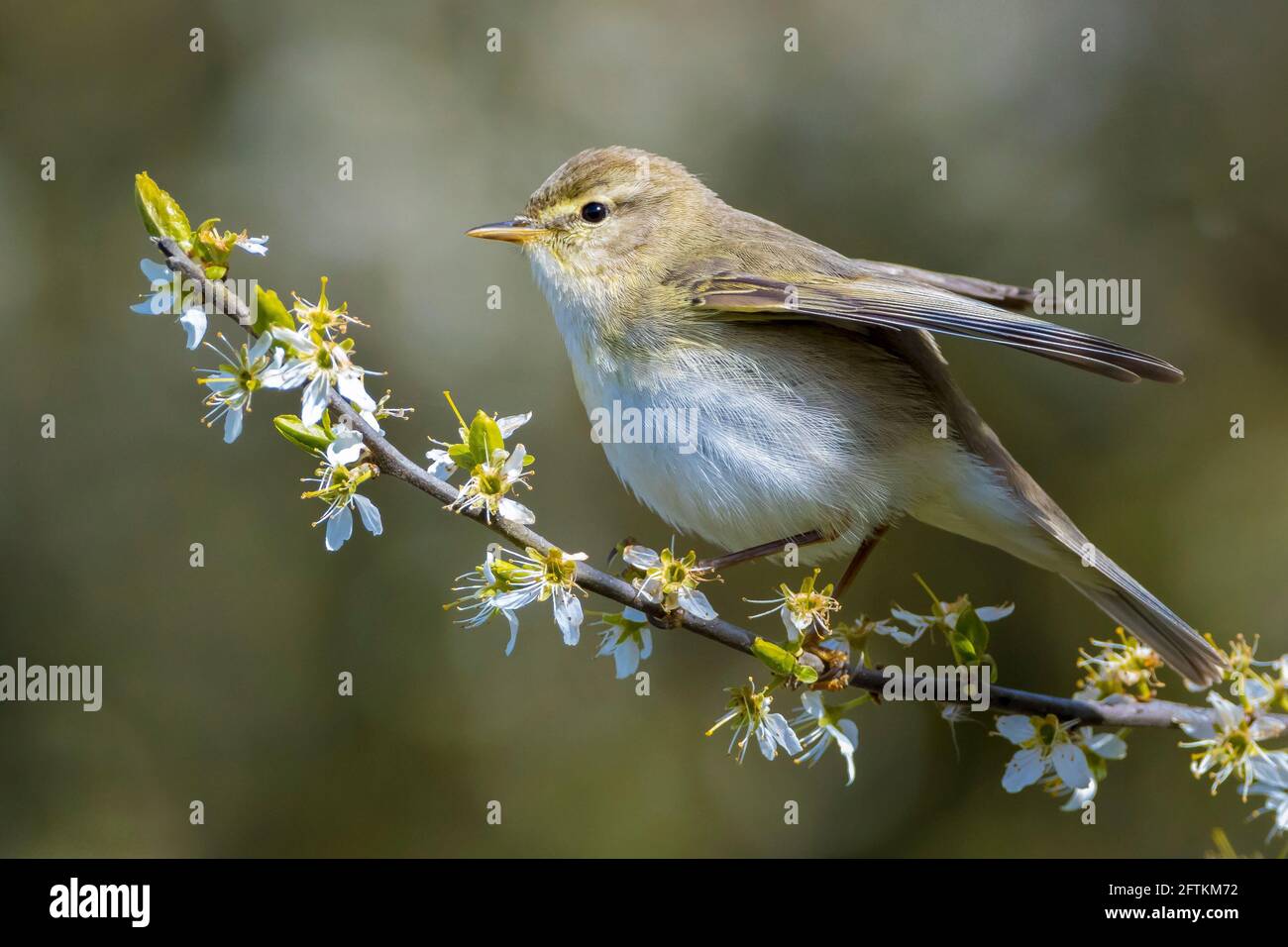 Gros plan d'un oiseau Paruline de saule, Phylloscopus trochilus, chantant lors d'une belle soirée d'été avec un léger contre-jour sur un fond vibrant. Banque D'Images