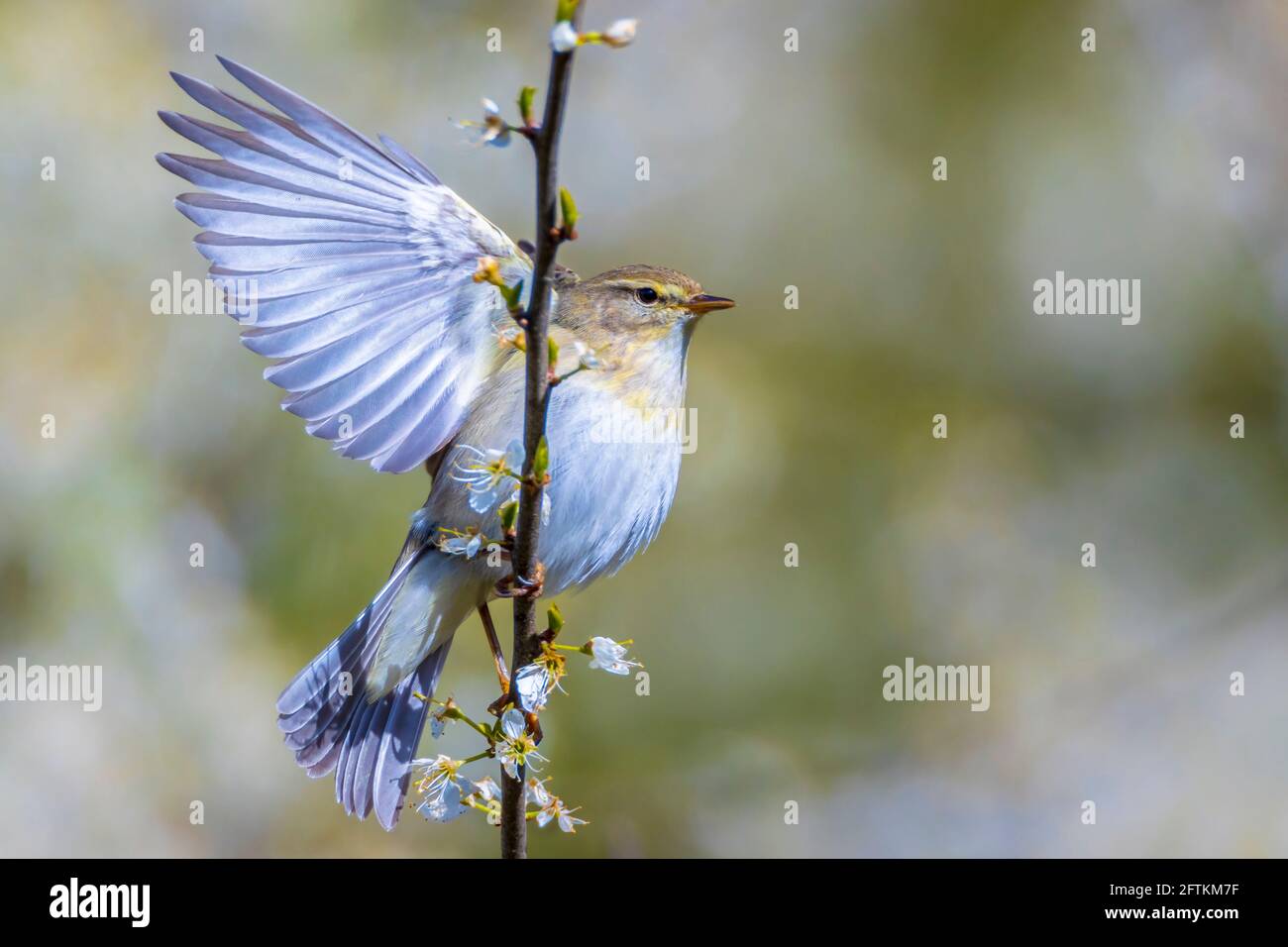Gros plan d'un oiseau Paruline de saule, Phylloscopus trochilus, chantant lors d'une belle soirée d'été avec un léger contre-jour sur un fond vibrant. Banque D'Images