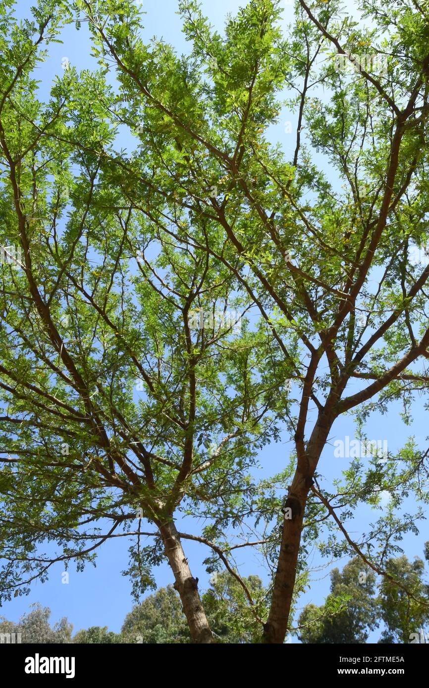 Acacia horrida, Afrique de l'est Banque D'Images