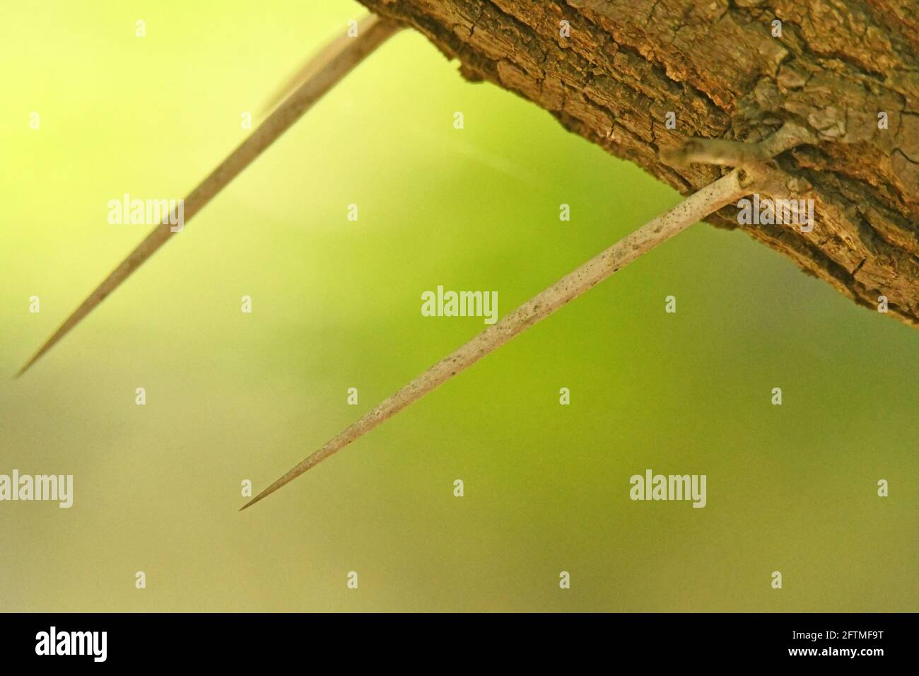 Épines d’Acacia Banque D'Images