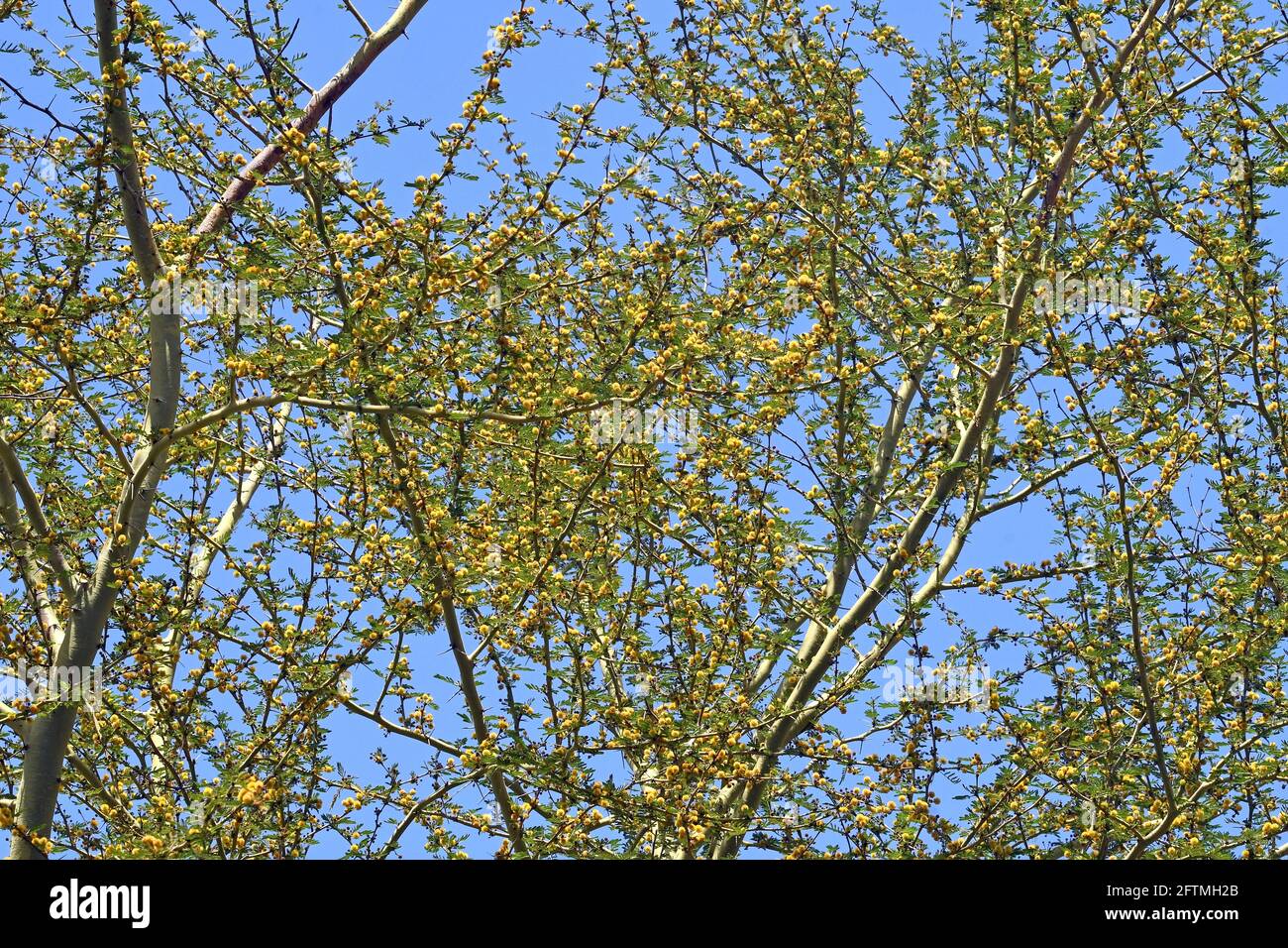 Vachellia xanthophloea Banque D'Images