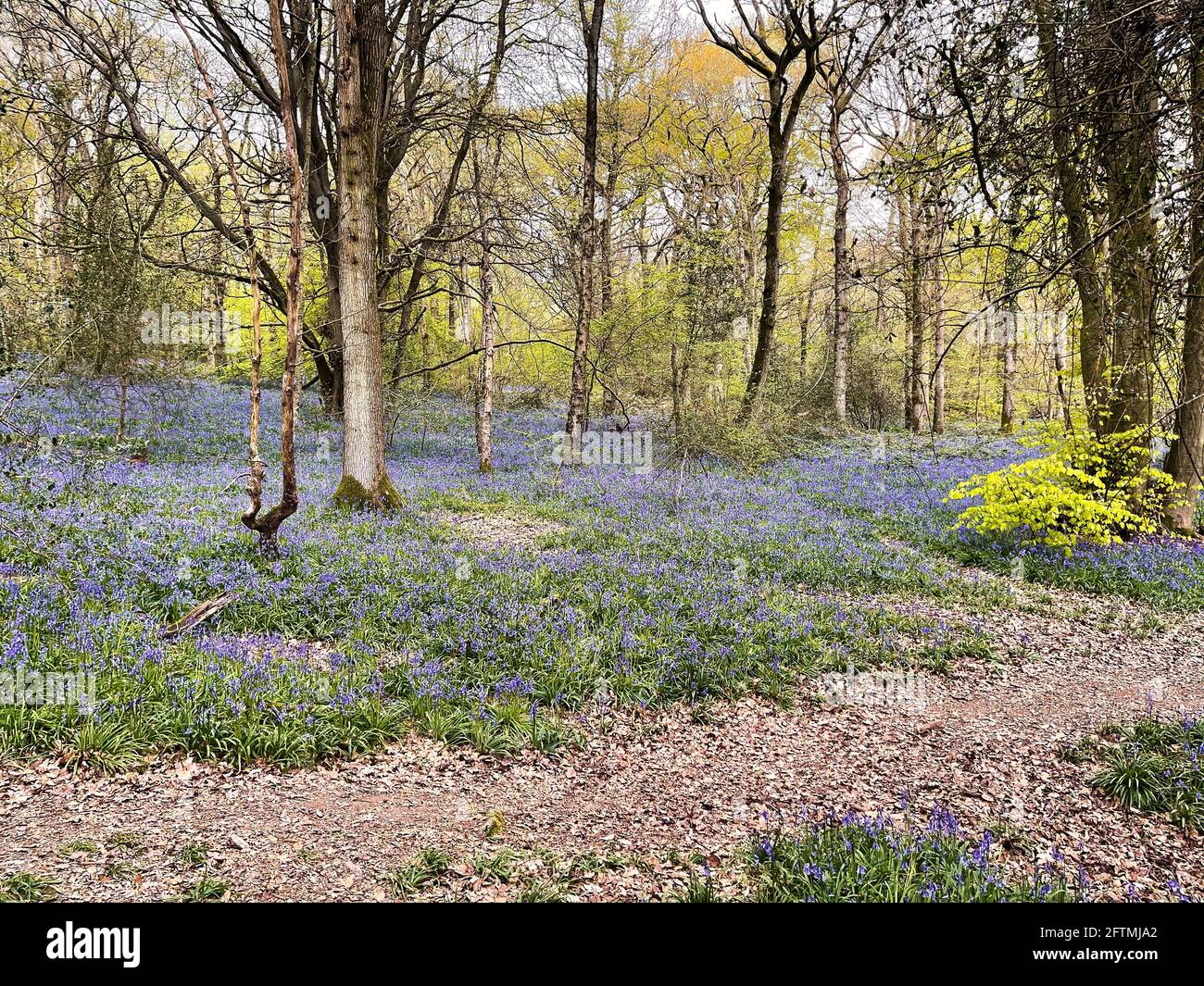 Bluebells à Staffhurst Wood, Limpsfield, Surrey Banque D'Images