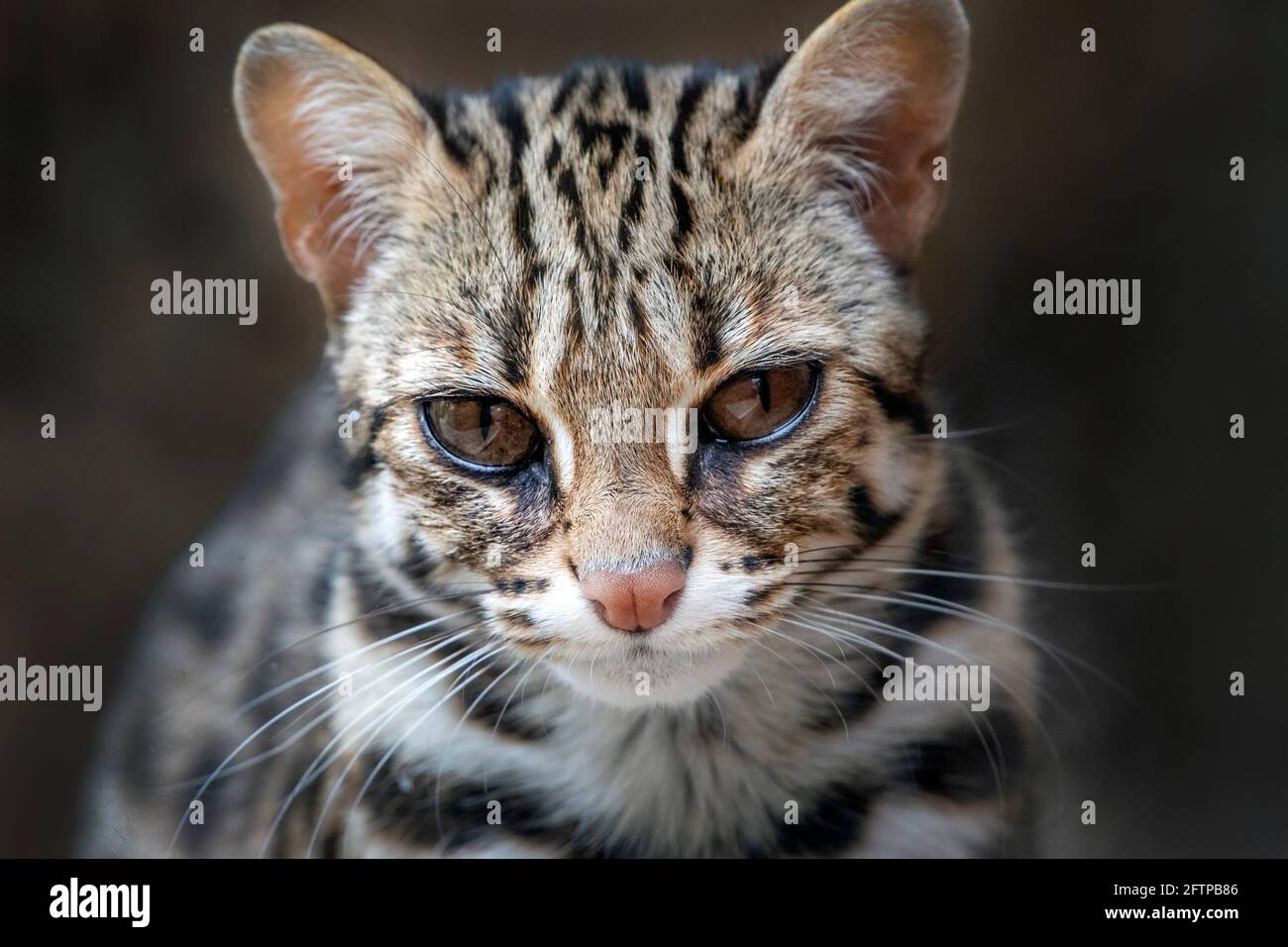 Chat léopard asiatique (Prionailurus bengalensis), regardant dans la caméra Banque D'Images