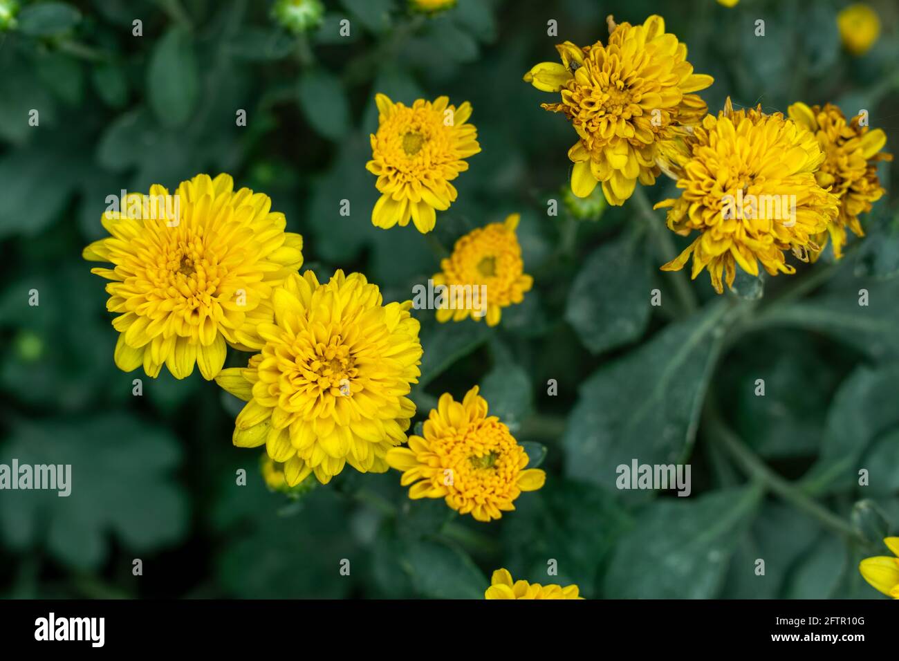 Fleuristes chrysanthème ou plantes de fleurs de dandélion de Crepis aussi appelé Indien Chrysanthème de la fleur jaune de Chrysanthemum indicum Banque D'Images