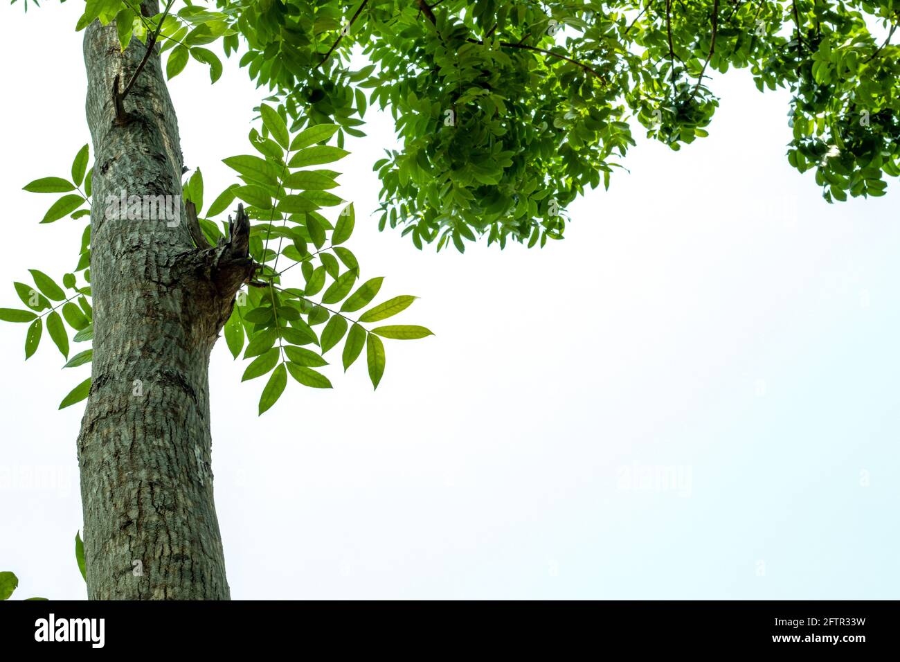 De la prise de vue au sol des arbres en acajou et du ciel bleu dans les feuilles Banque D'Images