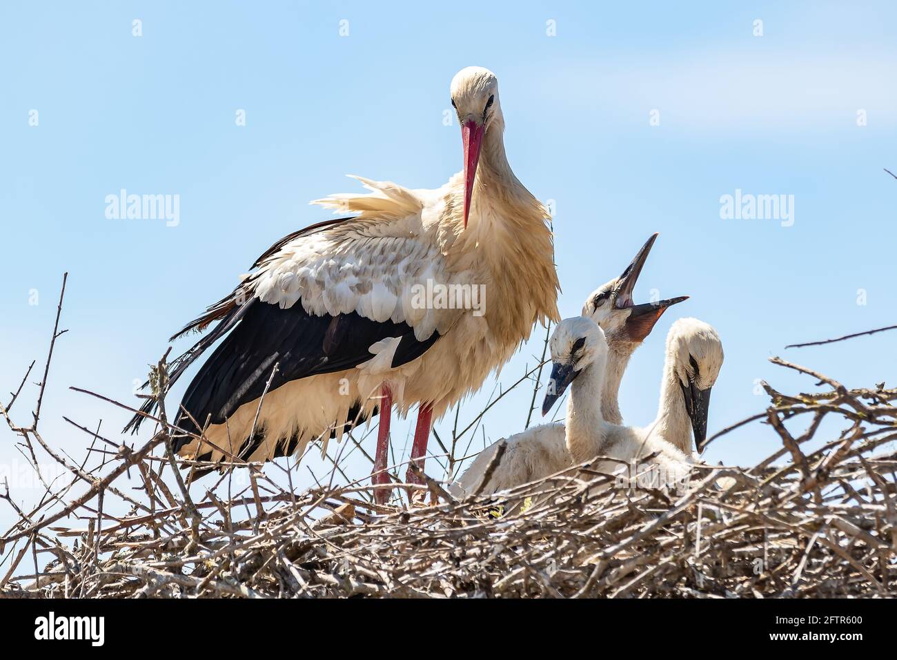 Ciconie blanche, Ciconia ciconia, dans le nid avec ses poussins Banque D'Images