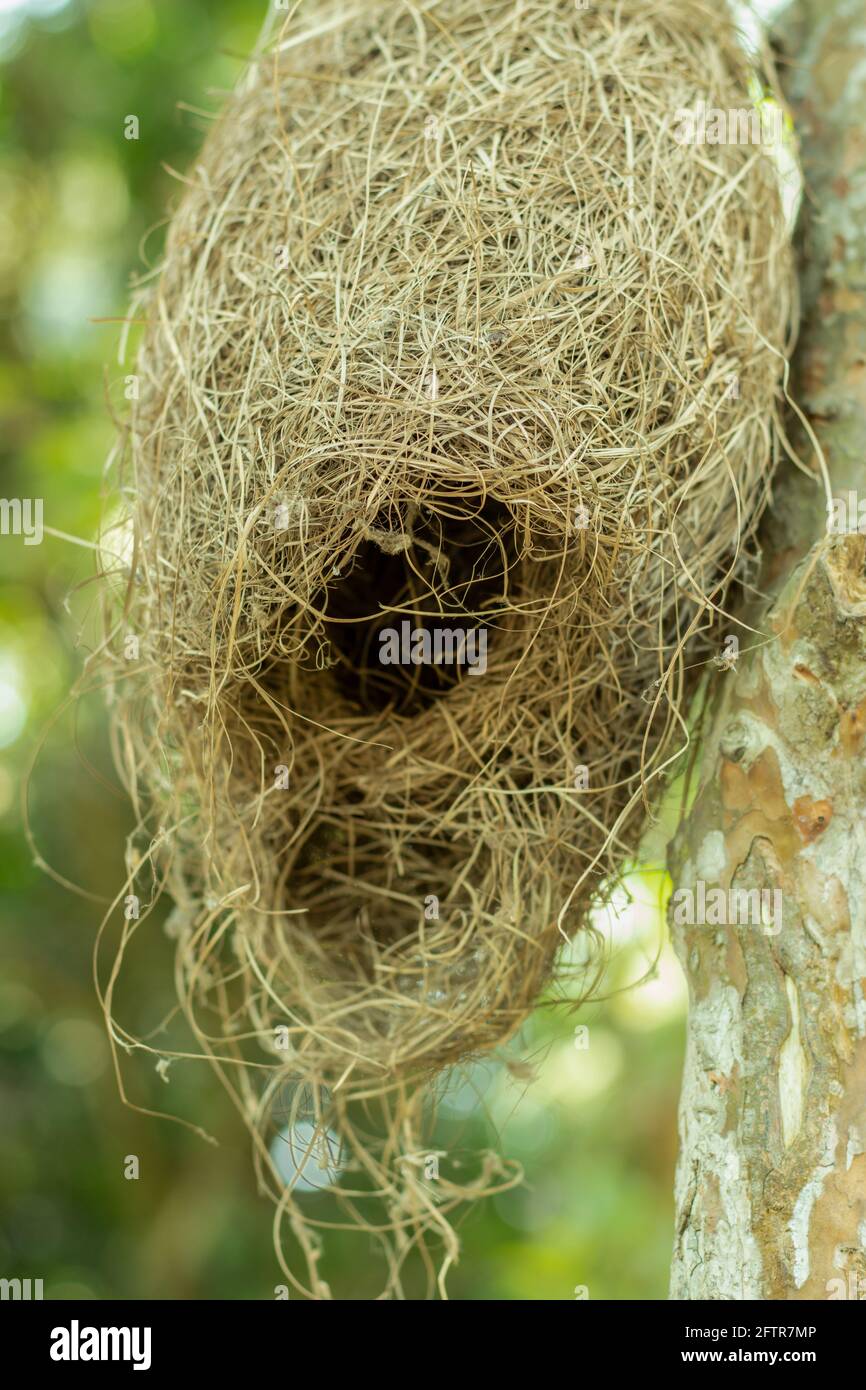 Petits et beaux weavers ou le nid d'oiseau de Babui fait de paille et accrocher sur l'arbre Banque D'Images