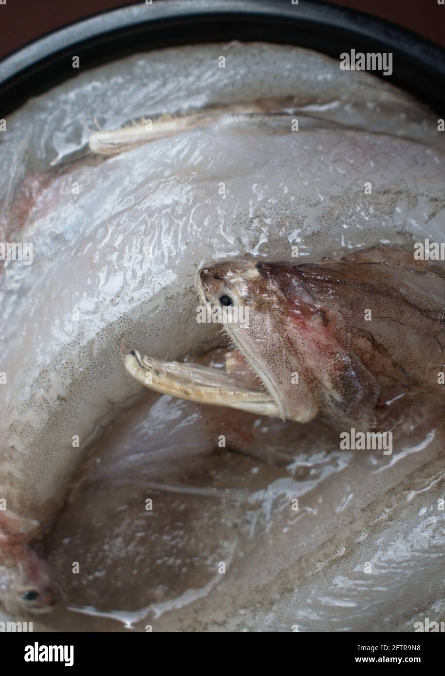 Canard de Bombay frais poisson cru Photographie d'art Banque D'Images
