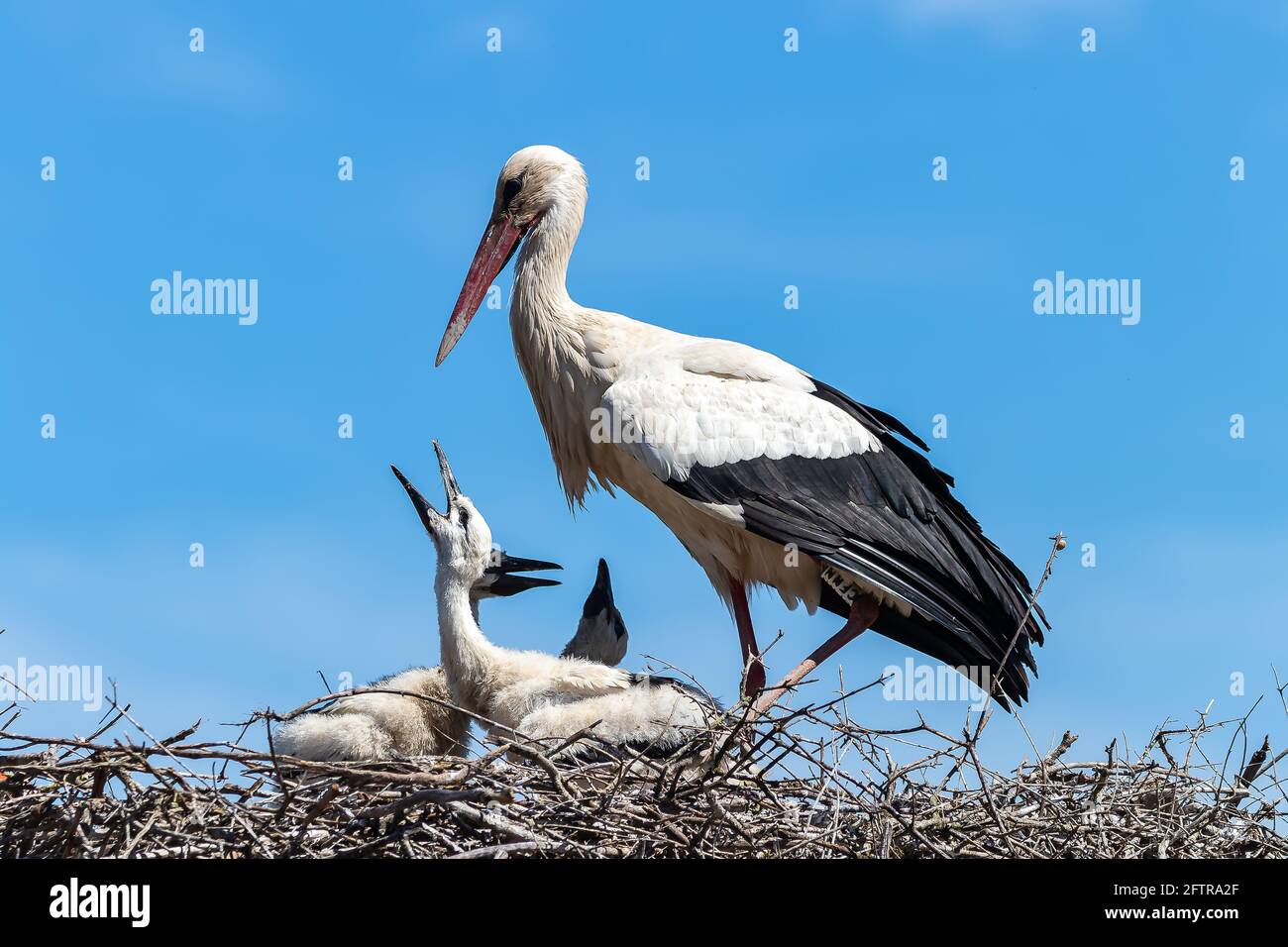 Ciconie blanche, Ciconia ciconia, dans le nid avec ses poussins Banque D'Images