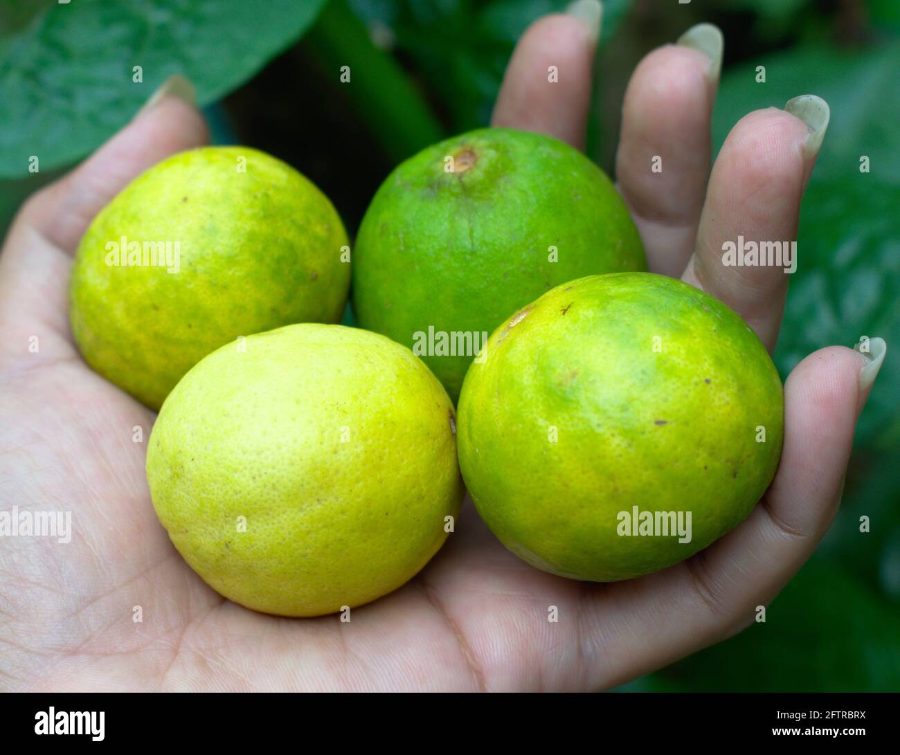 Quatre morceaux de citron frais de la photographie de la nourriture crue Banque D'Images