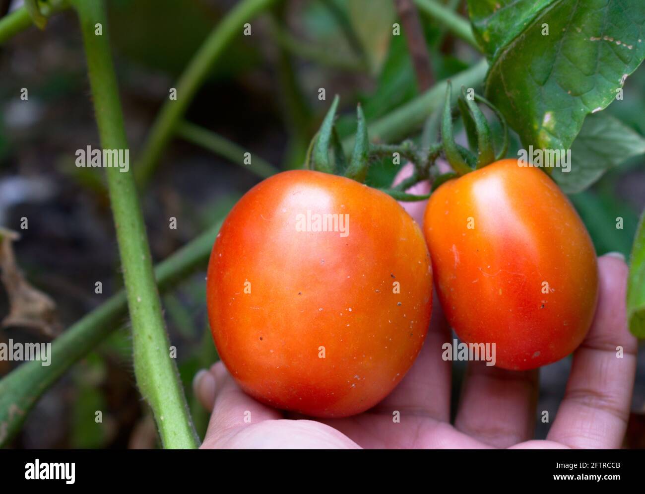 Tomates rouges biologiques fraîches dans le jardin à la maison Photographie de paysage avec espace de copie Banque D'Images