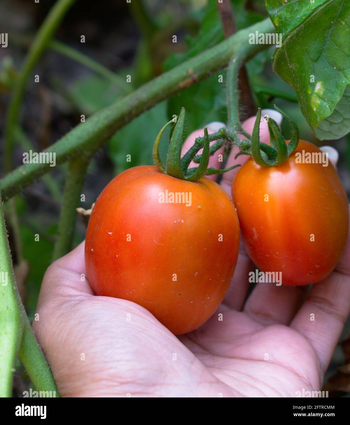 Tomates rouges biologiques fraîches dans le jardin à la maison Portrait Photographie avec espace de copie Banque D'Images