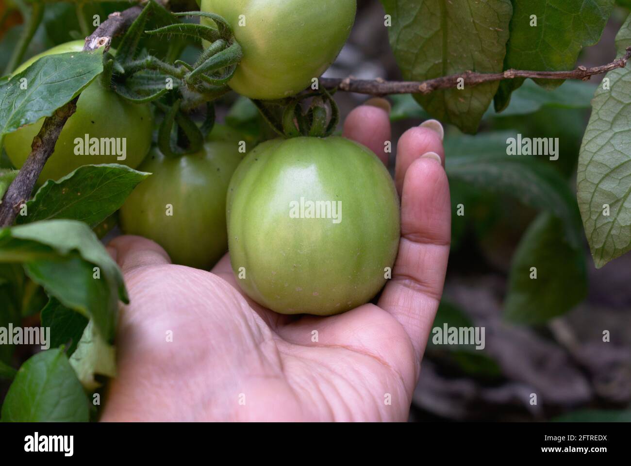 Tomates vertes dans le jardin Paysage Photographie Art Banque D'Images