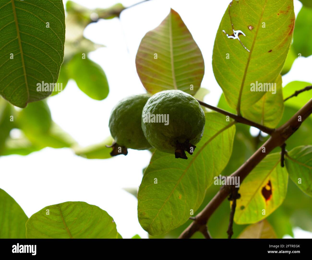 Photo de fruits de goyave avec fond vert blanc Banque D'Images