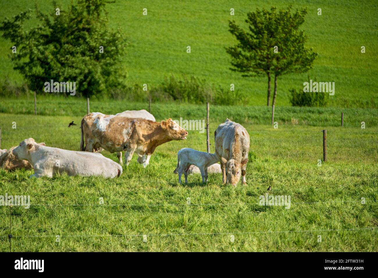 vaches heureuses dans la prairie, libre, liberté, nature, bien-être animal Banque D'Images