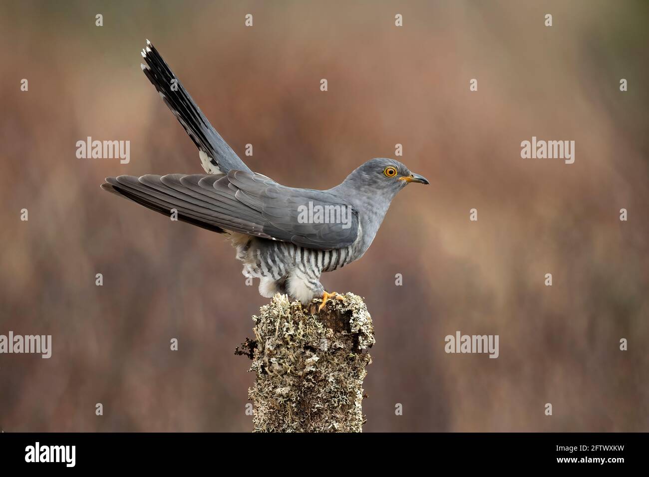 Cuckoo, perché sur un poteau couvert de lichen, en gros plan, sur les landes en Écosse au printemps Banque D'Images