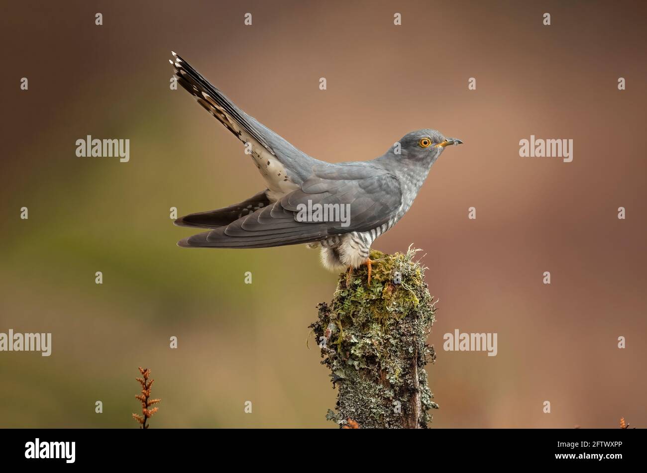 Cuckoo, perché sur un poteau couvert de lichen, en gros plan, sur les landes en Écosse au printemps Banque D'Images