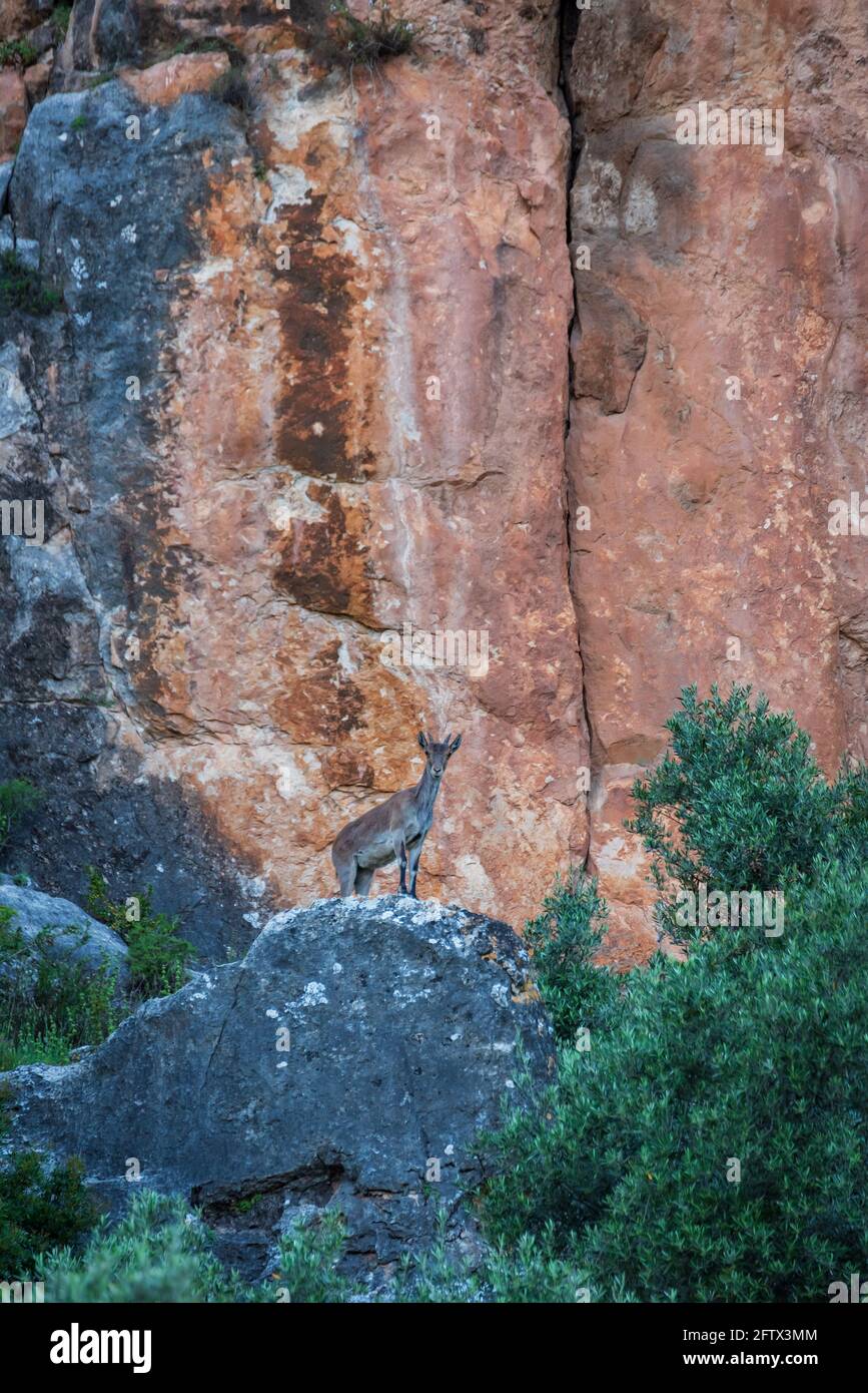 Chèvre de montagne (Capra pyrenaica), jeune homme, sur quelques falaises. Banque D'Images