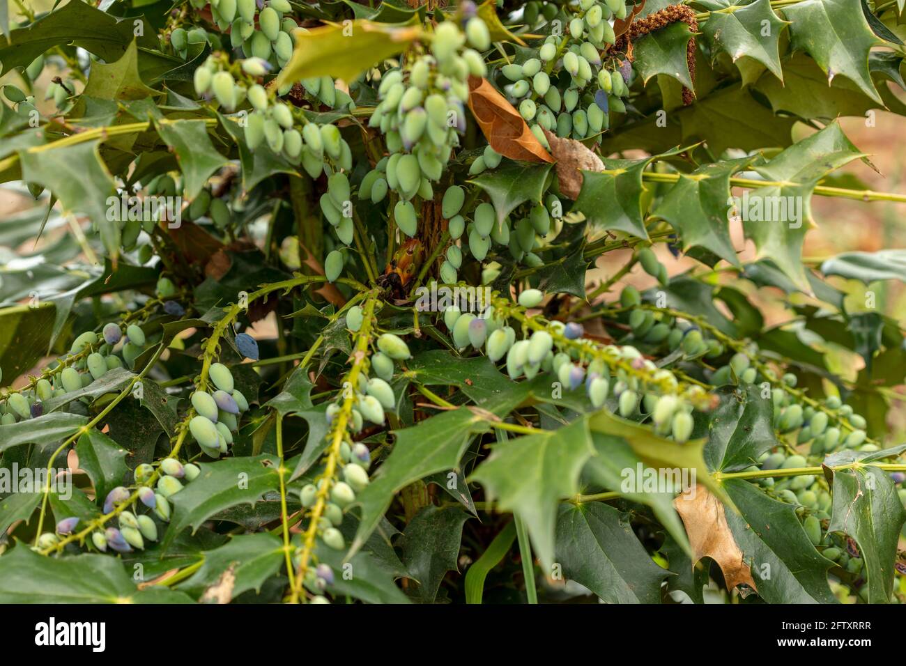 Mahonia x Media – soleil d'hiver, portrait de plantes naturelles en gros plan Banque D'Images