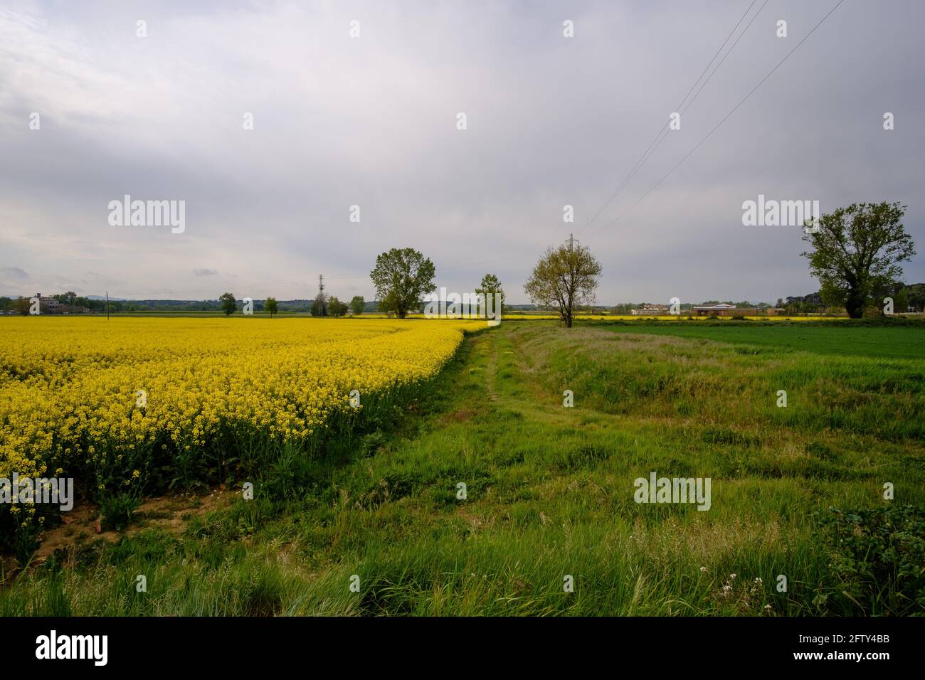 Champ de colza jaune en fleur sur un paysage agricole sous un ciel nuageux Banque D'Images