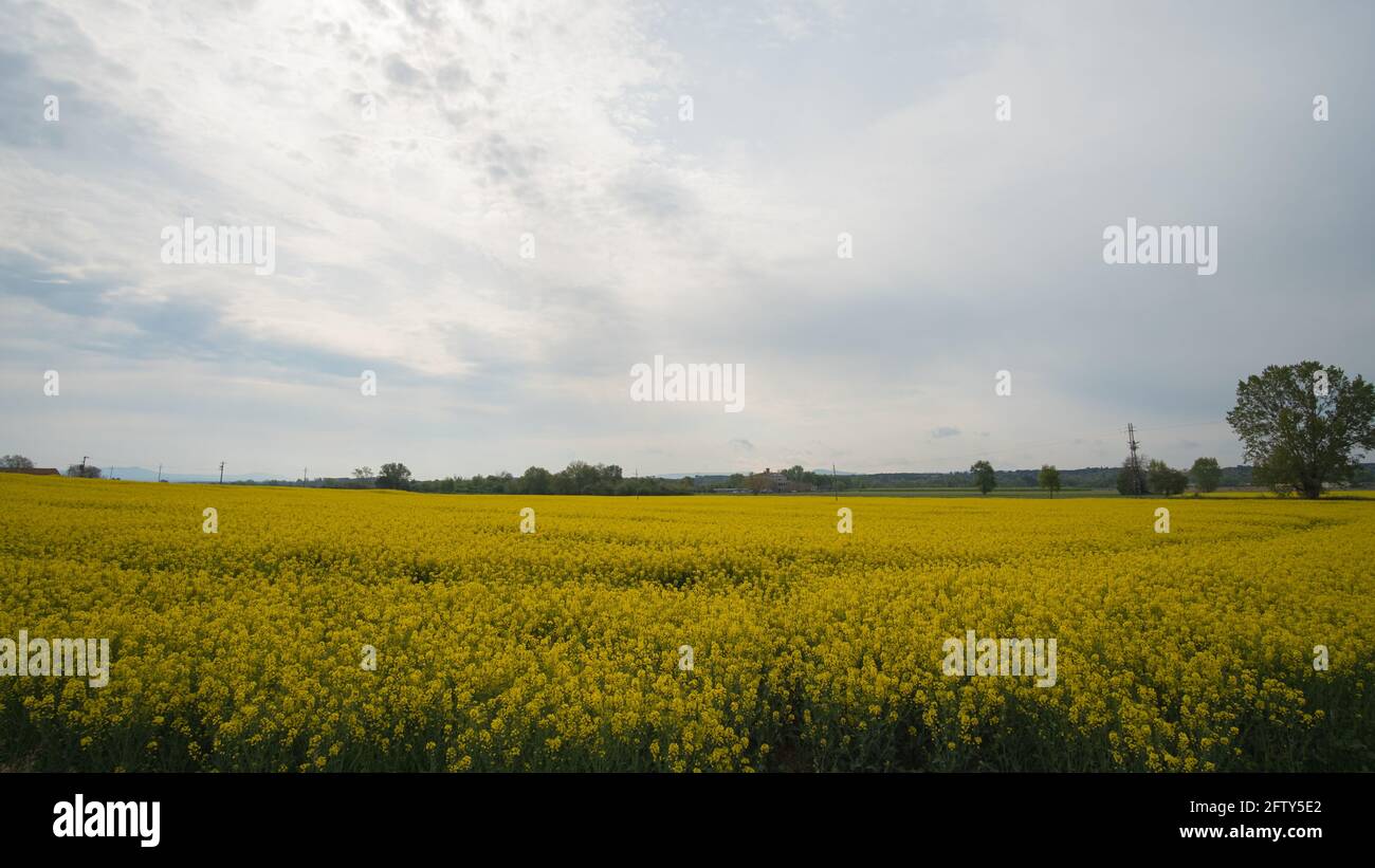 Champ de colza jaune en fleur sur un paysage agricole sous un ciel nuageux Banque D'Images