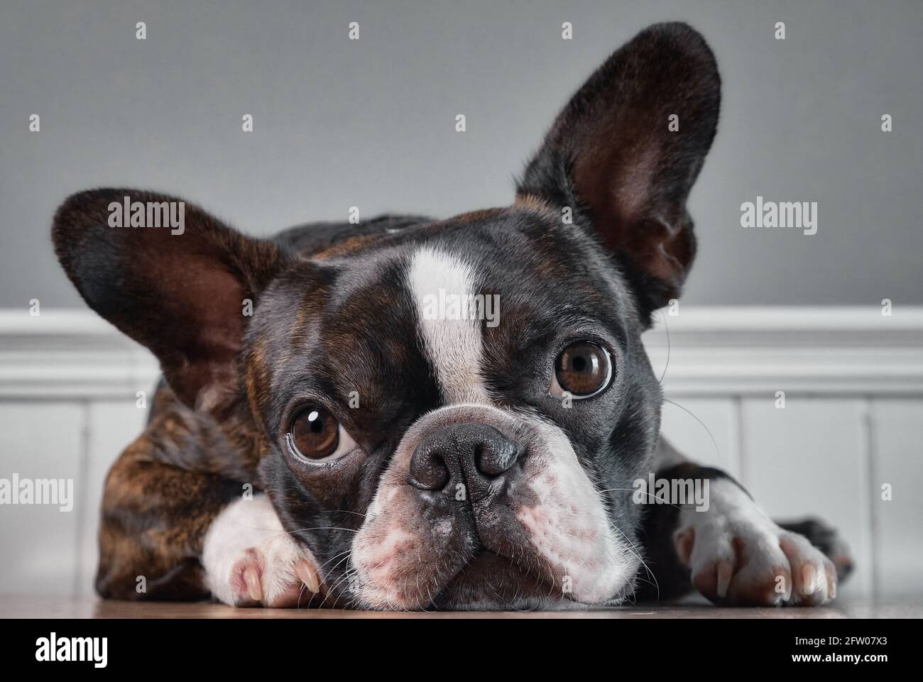 Closeup portrait of beautiful boston terrier de pure race, blankspace copyspace Banque D'Images