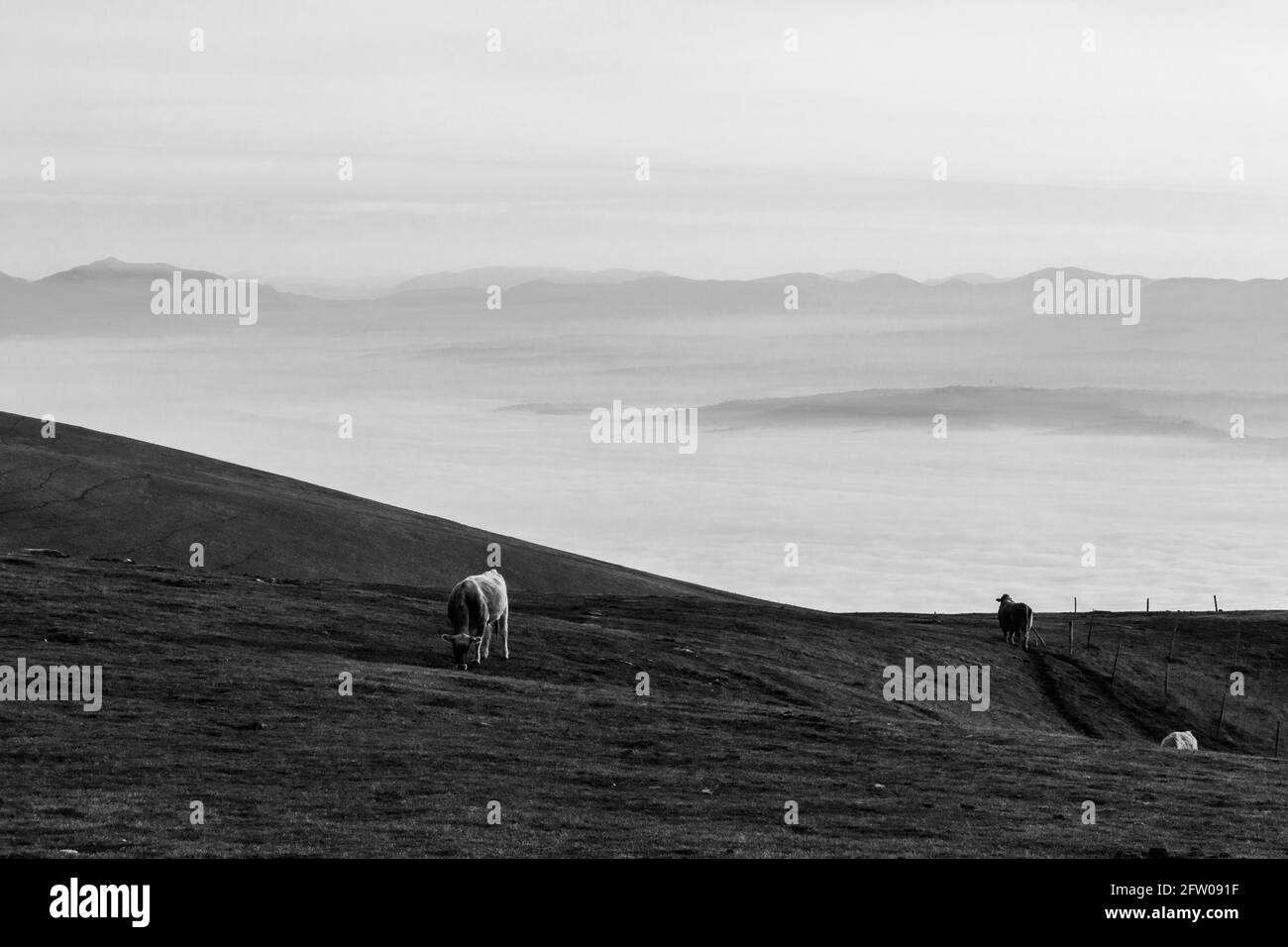 Vaches pasteurs sur une montagne, au-dessus d'une mer de brouillard remplissant une vallée Banque D'Images