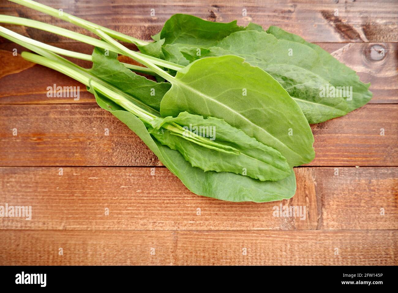 Feuilles d'étrel vertes. Plante fraîche sur une surface en bois. Banque D'Images