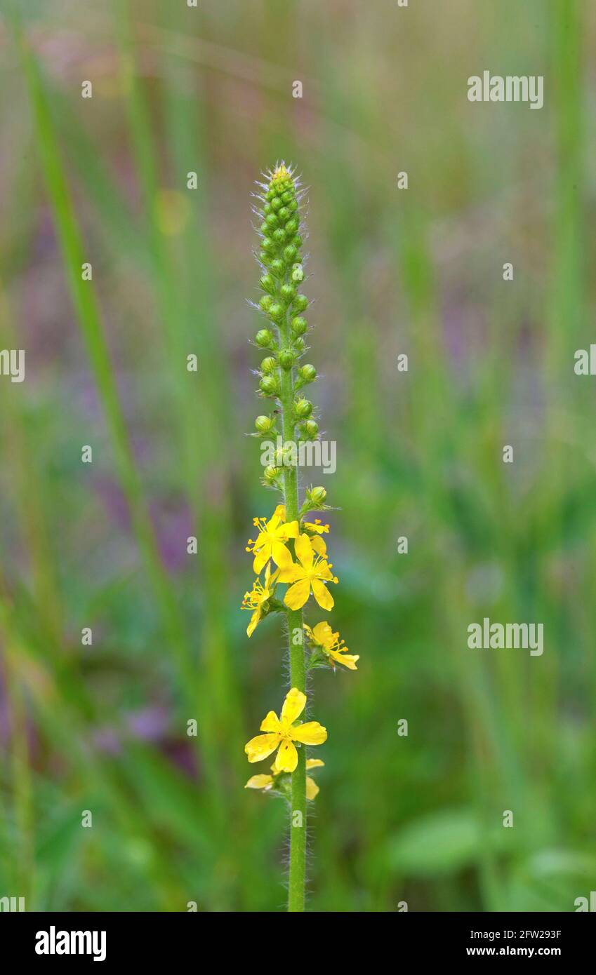 Agrimony (Agrimonia eupatoria) photo: Bengt Ekman / TT / code 2706 Banque D'Images