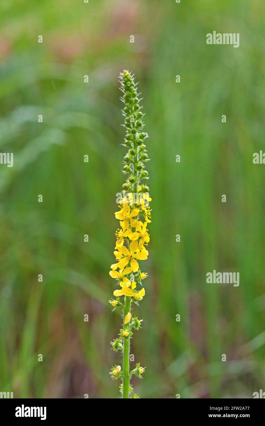 Agrimony (Agrimonia eupatoria) photo: Bengt Ekman / TT / code 2706 Banque D'Images