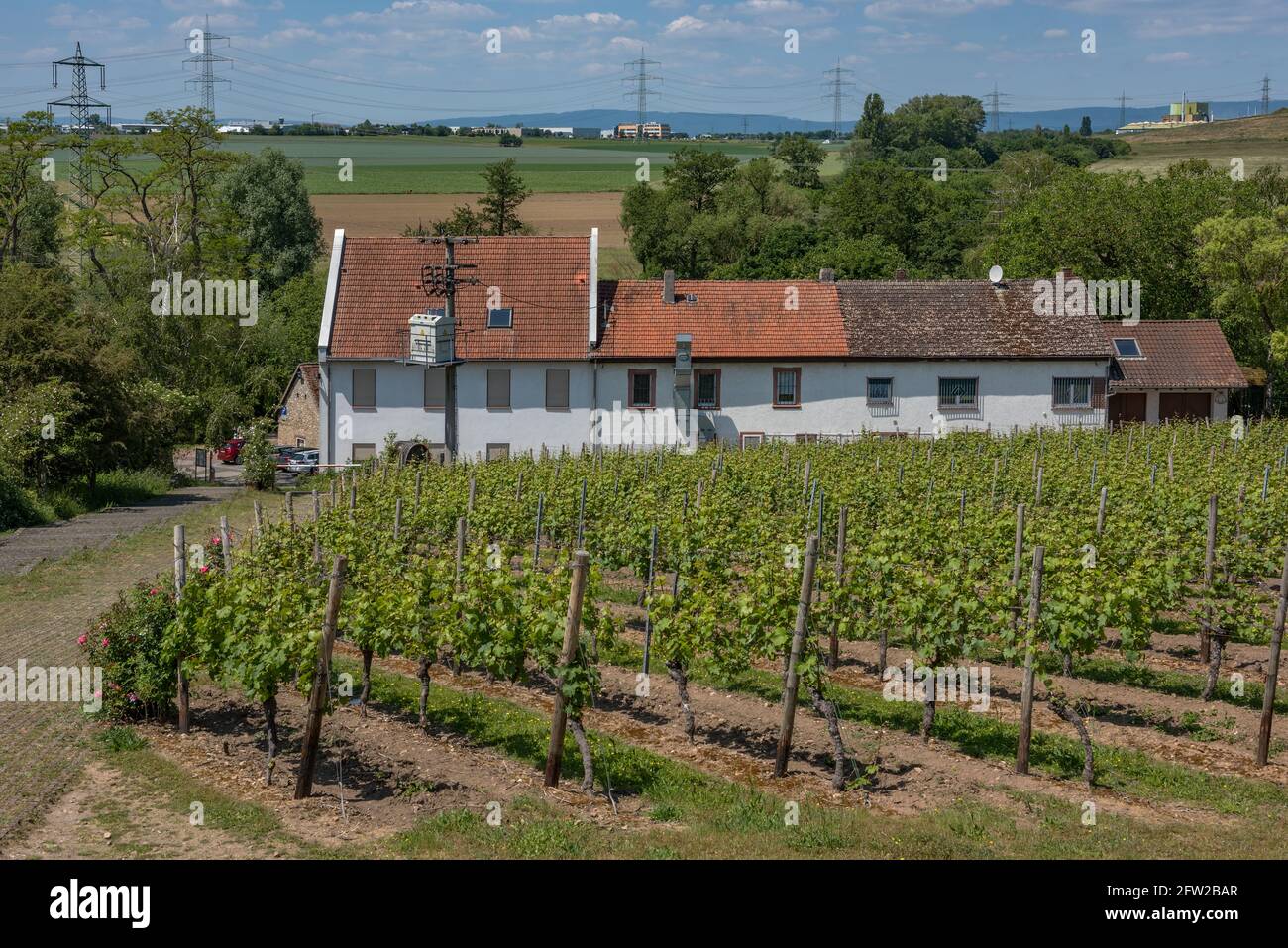 Restaurant Wiesenmuele avec vignoble, Floersheim, Hesse, Allemagne Banque D'Images