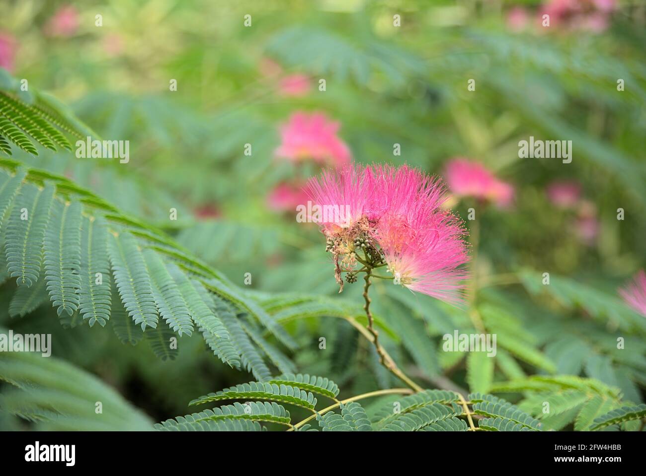 Fleurs d'Albizia (Albisia) julibrissin, Paraserianthes lophantha, image avec une faible profondeur de champ Banque D'Images