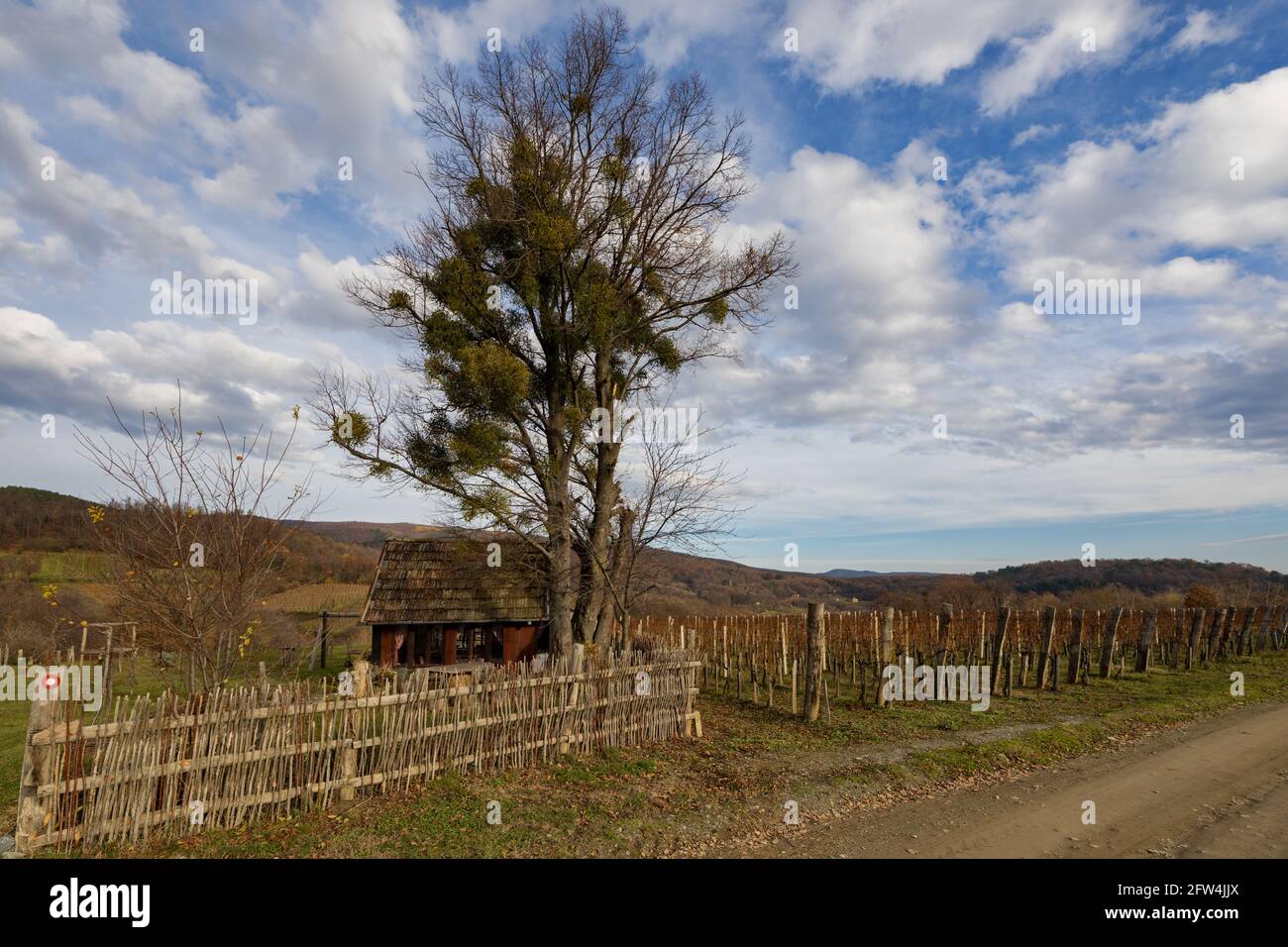 Vignoble dans la ville de Kutjevo, Slavonie, Croatie Banque D'Images