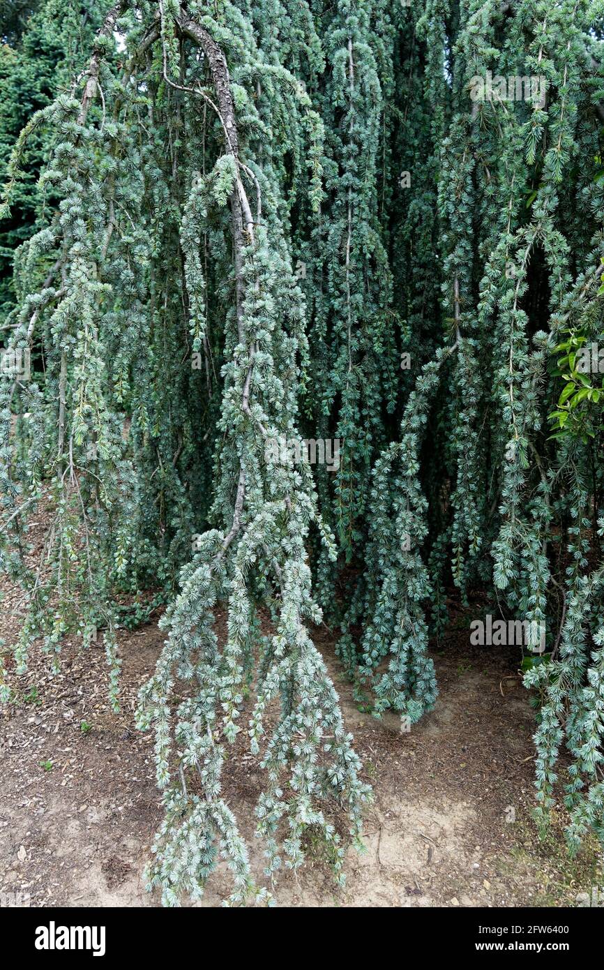 Cedrus atlantica 'glauca pendula' cèdre bleu de l'Atlas Banque D'Images