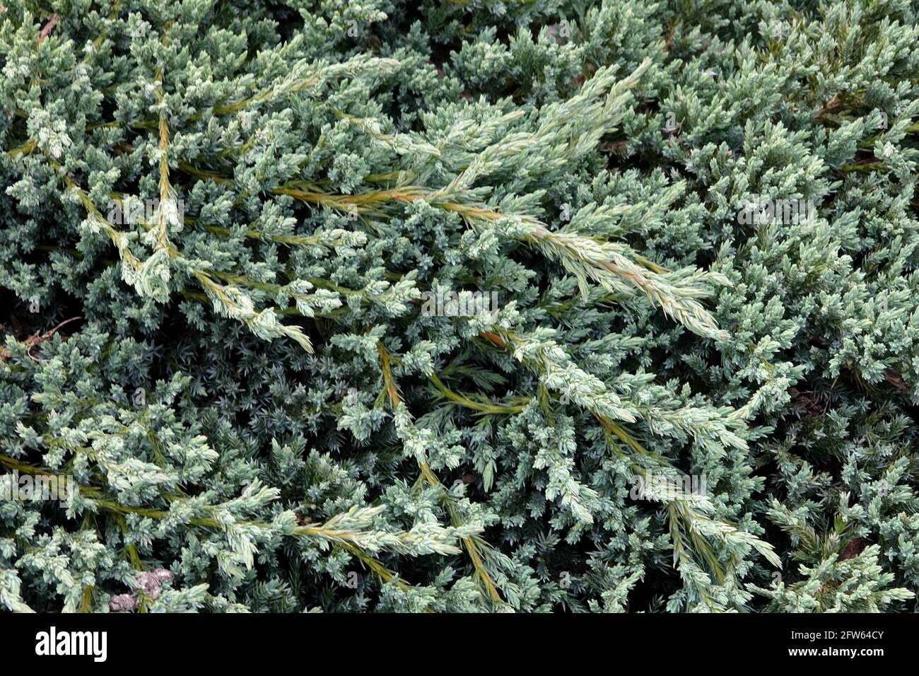 Juniper feuilletée bleu tapis Juniperus Banque D'Images