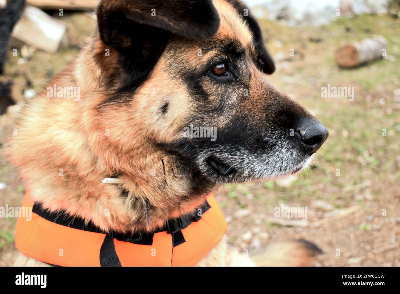 Portrait d'un berger allemand dans les montagnes Banque D'Images