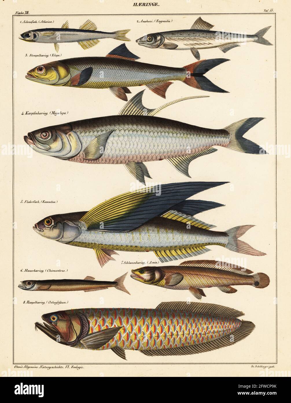 Espèces de poissons : 1 éperlan de sable, Achrenfisch (Atherina), 2 anchois, Anschovi (Engraulis), 3 ladyfish, Stempelhaering (Elops), 4 tarpon, Karpfenhaering (megalops), 5 poissons volants, Flederfisch (Exocoetus), 6 hareng loup, Hauerhaering (Chirocentrus), 7 nain, Schlammhaering (Amia) et 8 arowana, Raspelhaering (Osteoglossum). Tôle 55. Lithographie de couleur main de St Schilinger de l'Histoire naturelle universelle de Lorenz Oken, Allgemeine Naturgeschichte fur alle Stande, Stuttgart, 1841. Banque D'Images