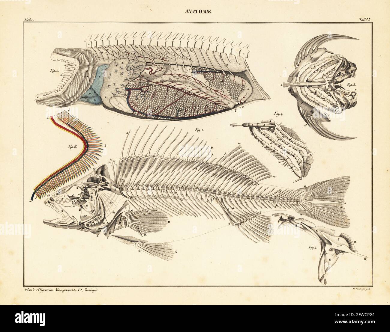 Anatomie du poisson montrant le squelette, les branchies, les organes internes, la circulation, etc. Plaque 57. Lithographie de couleur main de St Schilinger de l'Histoire naturelle universelle de Lorenz Oken, Allgemeine Naturgeschichte fur alle Stande, Stuttgart, 1841. Banque D'Images