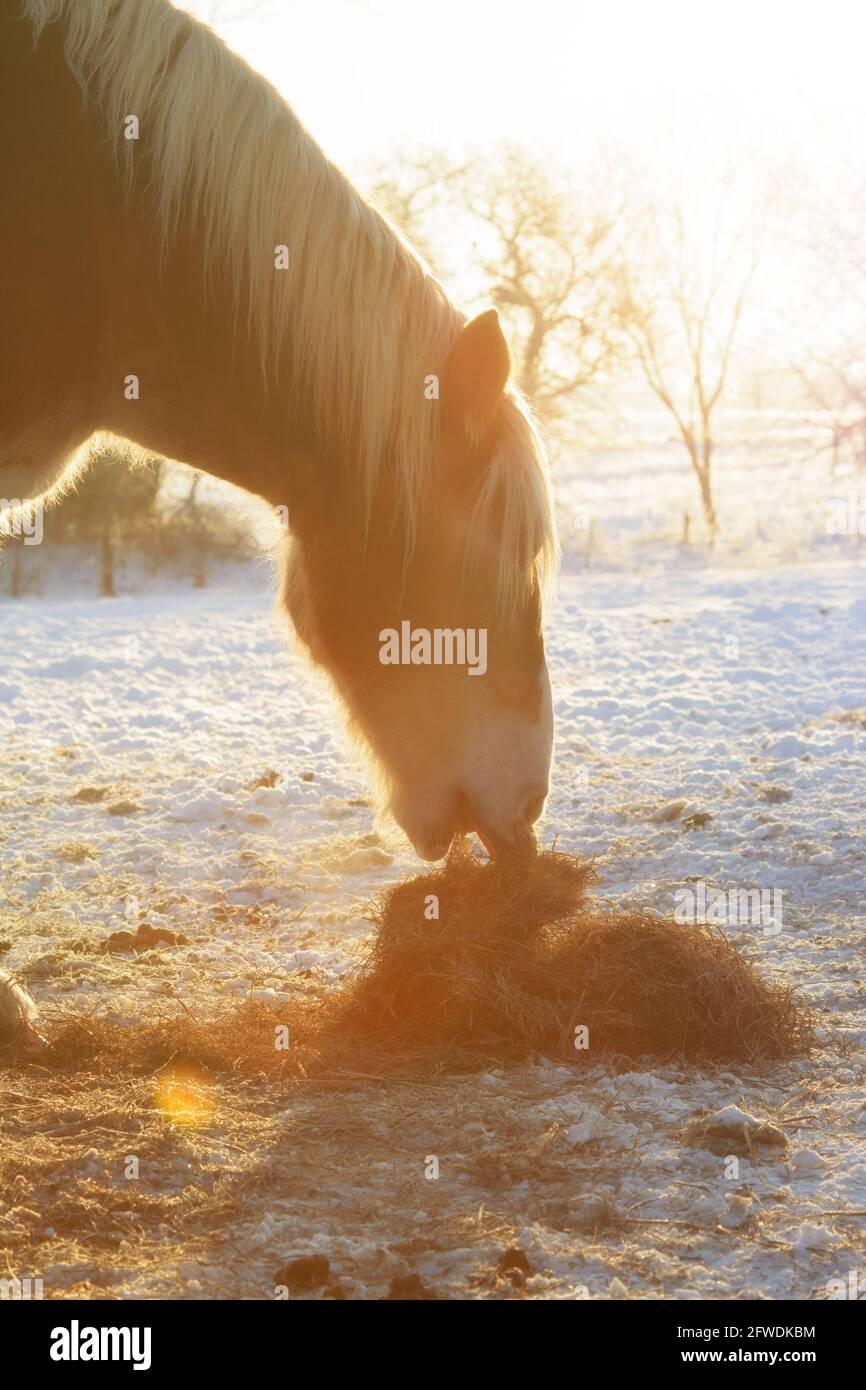 Un cheval belge à la pression mangeant du foin au lever du soleil le matin d'hiver, lumineux et très froid, avec un léger filtre de lumière du soleil pour un effet de rêve Banque D'Images