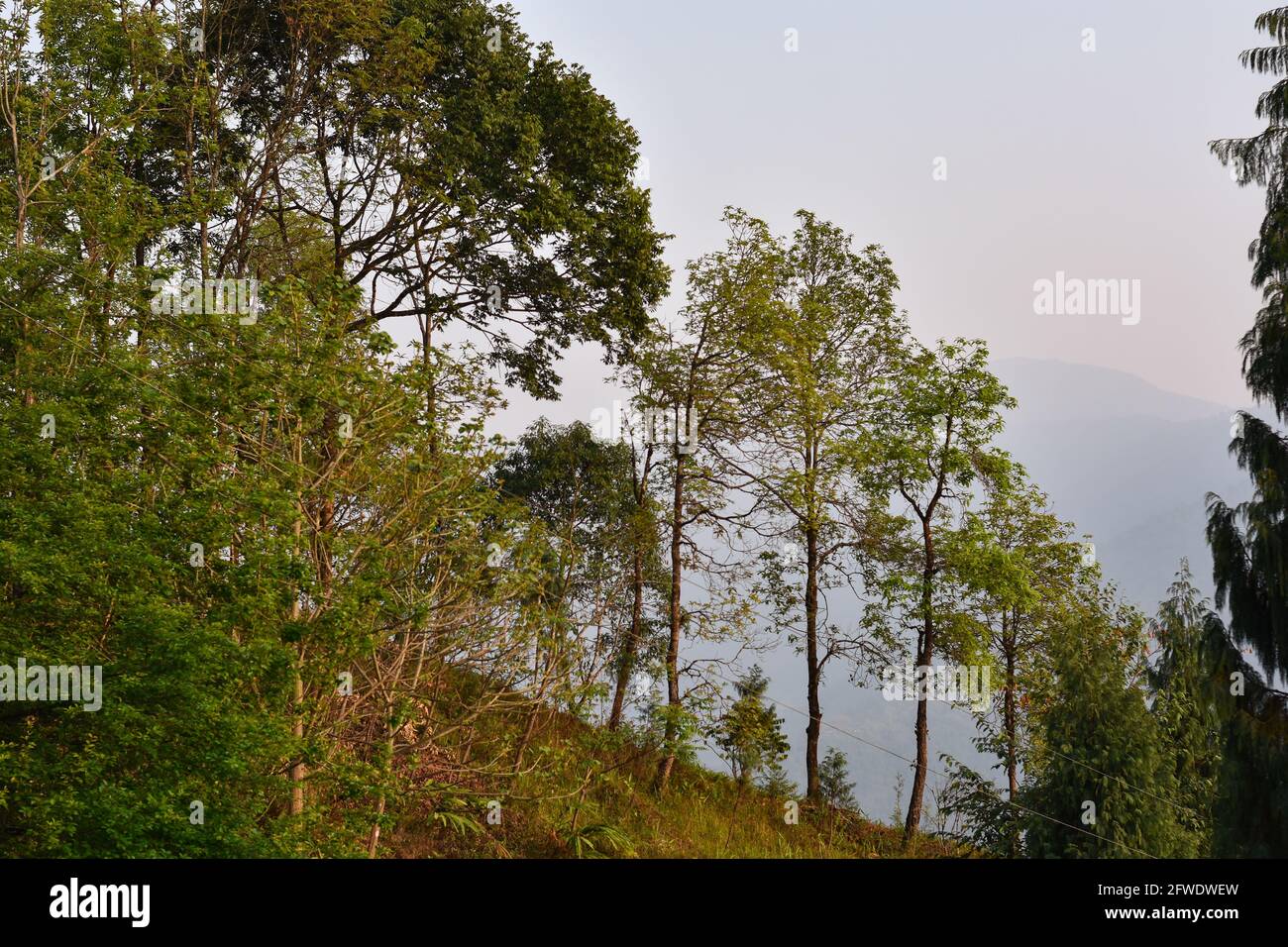 Magnifique paysage arboré, dans la forêt himalayenne de Kalimpong. Banque D'Images