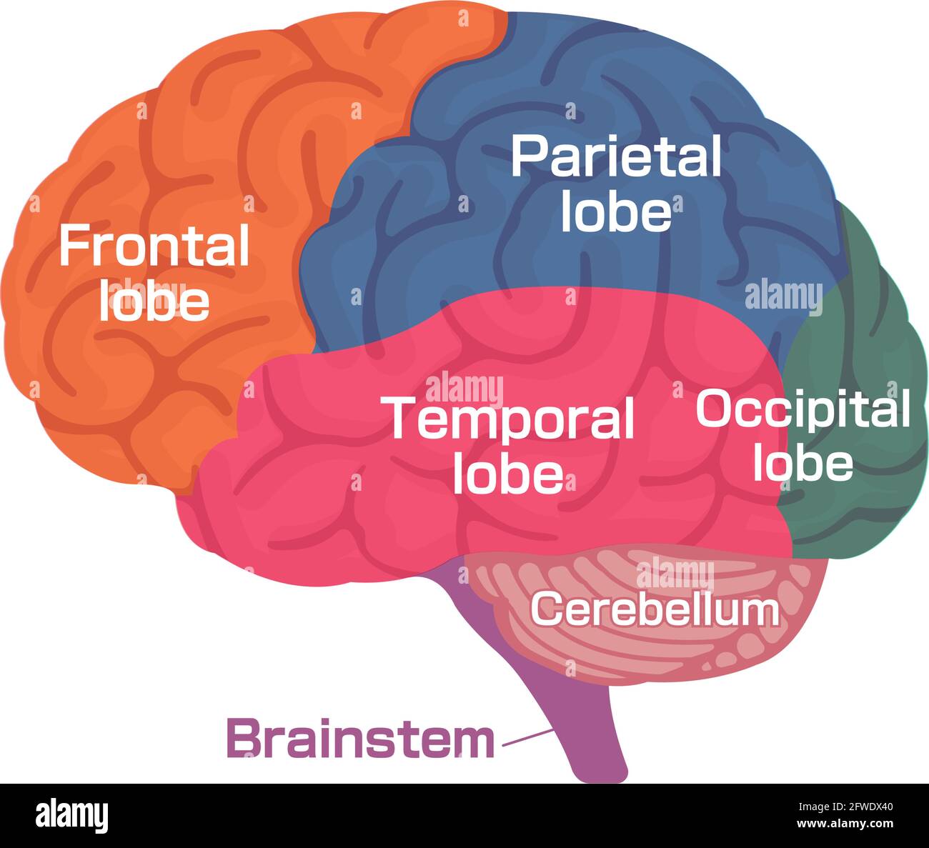 Illustration vectorielle de la structure anatomique du cerveau humain Illustration de Vecteur